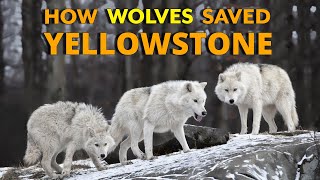 How Wolves Saved Yellowstone [upl. by Nnairrek]