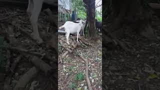 Goats eating pouteria lucuma leaves goatfarming goatlovers goatlife provincelife happylife [upl. by Anirehtac]