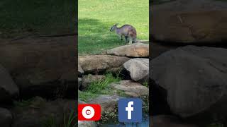 Travel to see WallabyKangaroocooking wallabies httpsyoutubeSWZYkZLnvZMsiTUQgwmcj90ESxgu1 [upl. by Aamsa477]