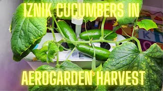 Iznik Cucumbers in Aerogarden Harvest Slim Hydroponics  Parthenocarpic  no pollination [upl. by Season]