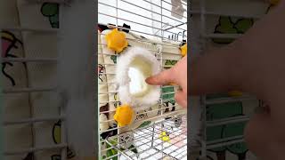 Your parrot will definitely like this cotton nest plus velvet cotton nest bird nest raising parr [upl. by Negeam]