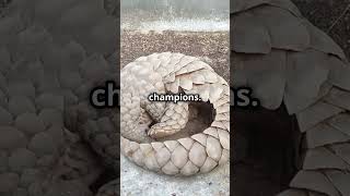 Pangolins The Hidden World Revealed This Will DOUBLE Your Subscribers WITHOUT Making VideosvidIQ1 [upl. by Abita]