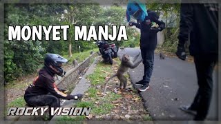 MENDADAK DATANG IKUTAN NGASI MAKAN MONYET  Motovlog Bali [upl. by Chapnick]