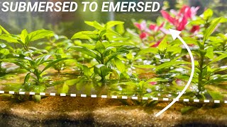 How to Convert Submersed Aquarium Plants to Emersed Growth [upl. by Ebonee]