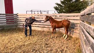 Tilley’s Custom Colts amp Horsemanship Halter Breaking [upl. by Niamrej623]