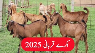 Bakray for Qurbani 2025  Goat Farming [upl. by Alemrac]