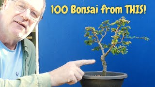 Discover the Secret Chinese Elm is Your Ideal Bonsai Tree [upl. by Ailito]