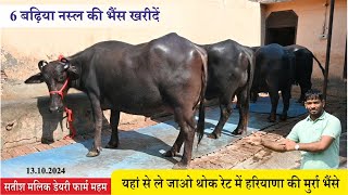 यहां से ले जाओ थोक रेट में हरियाणा की मुर्रा भैंसे  SATISH MALIK DAIRY FARM MEHAM ROHTAK [upl. by Belen321]