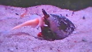 Nightmarish Sea Snail Swallows Whole Fish  Conus Feeding Monster [upl. by Cleveland654]