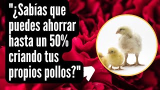 consejos como criar pollos de engorde 🐥 [upl. by Adiell]