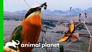 BeeEaters Get Fed Bees For The First Time  The Zoo [upl. by Ettesoj]