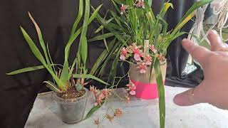 Viewers request Oncidium care [upl. by Wehner]