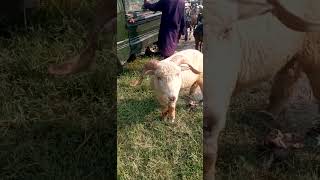 Sheep beautiful video 🐏😋shortvideo  sheeps funnyanimal funny animaldanceuploud [upl. by Ayom477]