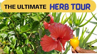 HEALING HERBS OF JAMAICA 🌿  100 POWERFUL MedicinalPlants Of Jamaica☘ TheHerbTour [upl. by Nika516]