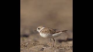 Snowy plover’s perfect camouflage in sand snowyplovers [upl. by Bertrand36]