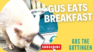 MINI PIG EATS BREAKFAST GUS THE GOTTINGEN [upl. by Alius766]