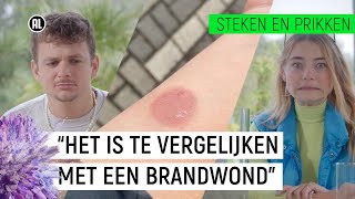 BERENKLAUW VEROORZAAKT WEKENLANGE PIJN  Steken en Prikken S2 5  NPO Zapp [upl. by Tteirrah]