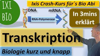 Transkription in 3 Minuten erklärt  Biologie kurz amp knapp  Ixis Crash Kurs fürs BioAbi  15 Punkte [upl. by Melinda536]