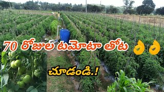 tomato agriculture amp cultivation process 70 days tomato agriculture telugu [upl. by Eirbua]