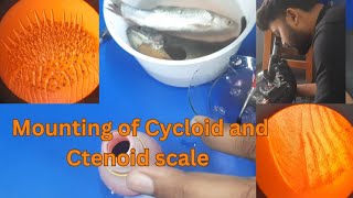 Mounting of Cycloid and Ctenoid scales of Fish Zoology Comparative anatomy Practical [upl. by Allain]