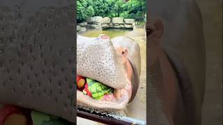 Zoo keeper feeding his Hippo a watermelon 🍉 [upl. by Baelbeer]