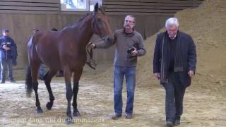 concours modèles et allures national à Grosbois [upl. by Eetnom]