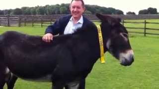 Dolly enjoying a good back scratch  The Donkey Sanctuary [upl. by Htebzile]