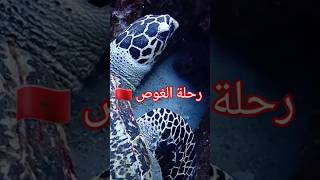 رحلة الغوص من أعماق البحار مغربيفيالغربة shark بحر ocean fish underwater travel ma 🇲🇦 [upl. by Sherer]