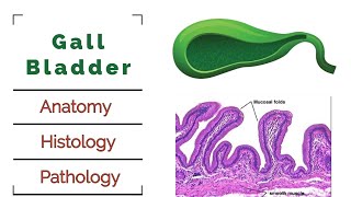 Gall Bladder  Anatomy  Histology  Pathology  Cholecystitis  Cholelithiasis [upl. by Joliet]