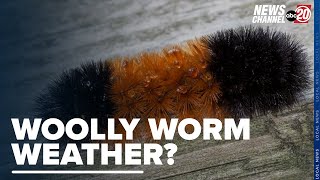 Can a woolly worm predict the weather [upl. by Einafats]