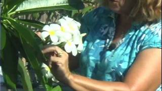 Sun Harbor Paradise Gardens Plumeria Tour [upl. by Imray941]