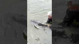 Giant catfish UK fishing 2024 132lb caught and released catfishing bigfish monsterfish [upl. by Pironi]