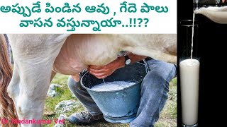 How to control Smell in Milk  Increase in Milk production in Buffaloes Telugu  Dr Madankumar Vet [upl. by Ellehcsor]