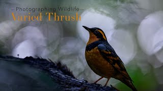 Photographing a Varied Thrush [upl. by Eelymmij]