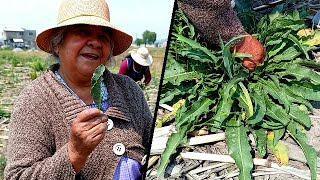 Me fui a la MILPA y encontramos LENGUA DE VACA  La Cocina de mi Pueblo Mx [upl. by Wileen248]