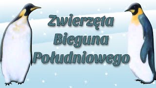 ZWIERZĘTA BIEGUNA POŁUDNIOWEGO Bajanie na ścianie [upl. by Elora]