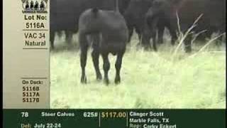 Superior Livestock Value Added Calves [upl. by Kciredorb]