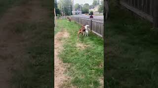 Siberian huskies playtime with the ridgebacks dog siberianhuskies ridgeback [upl. by Irroc290]