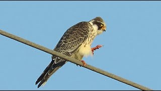 juvenile Redfooted Falcon  Falco vespertinus  Roodpootvalk  Champlon  Belgium  Sept 1 2024 [upl. by Atikal]