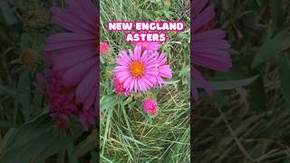 That’s a gorgeous Wildflower  New England Aster shorts [upl. by Akemyt]