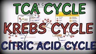 Biochemistry Help TCA Cycle  Citric Acid Cycle  Krebs Cycle [upl. by Odel69]