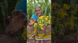 Avaram Poo Benefits  ஆவாரம்பூ பயன்கள் food healthy [upl. by Acirrehs91]