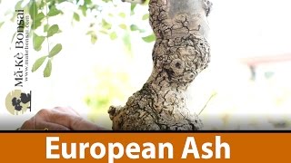 135 European ash  Fraxinus excelsior Great Bonsai Trees for Beginners in Europe [upl. by Eelirrem]