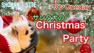 サンタ犬になってクリスマスを楽しんできたよ！ ワンOneDay [upl. by Hacissej]