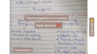 Thermoregulation In Humans  Thermogenesis  Homeostasis [upl. by Epilif]