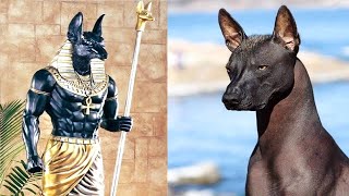 कुत्तो की 10 सबसे प्राचीन प्रजातिया  Top 10 Ancient dog Breeds [upl. by Nahtanaoj]