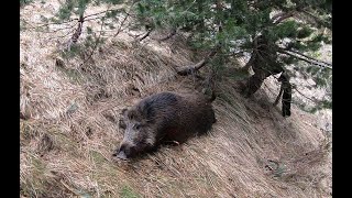 Lances de infarto a Jabalí en el Pirineo Aragonés [upl. by Jaco]