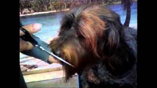 Grooming your labradoodle  Knippen van de snor [upl. by Delija]