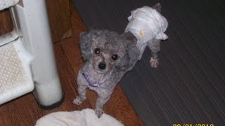 How to Diaper Your Dog or Puppy amp Save Money Time and Mess [upl. by Lydon]