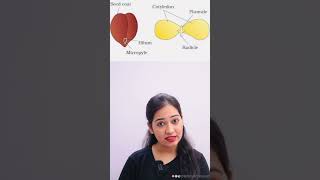 Difference between Monocot amp Dicot Plant science biology plants ytshorts yt viralvideo neet [upl. by Ennaoj]